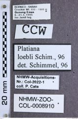 Etiketten zu Platiana loebli (NHMW-ZOO-COL-0008910)